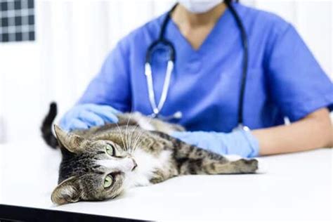 seroma cat|How To Treat Seroma In Cats